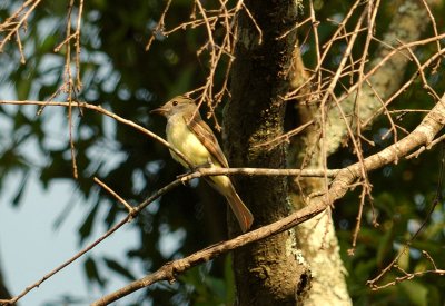 Great Crested Flycatcher?