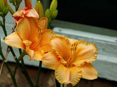 Day lily - Golden Prize