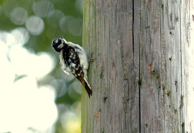 Downy Woodpecker