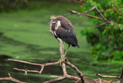 Juvenille Tricolored Heron