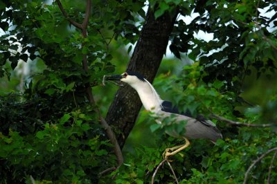 Nest Building