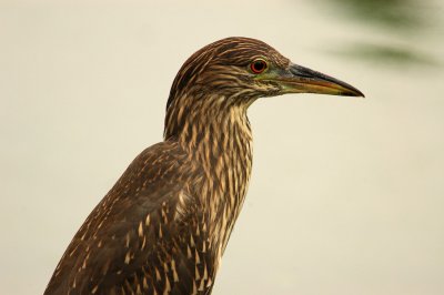 Juvenile Yellow-crowned Night-Heron