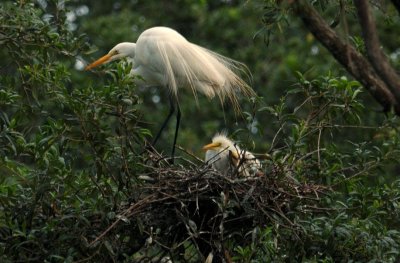 Great Egret and Babies in the Rain