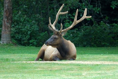 Roosevelt Elk