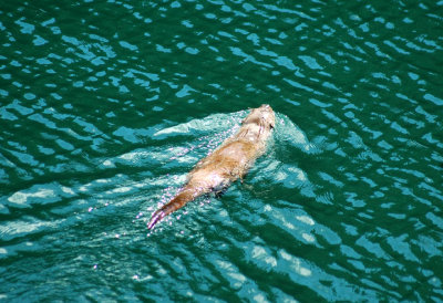 Harbor Seal