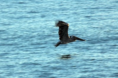 Brown Pelican