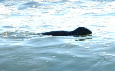 California Sea Lion