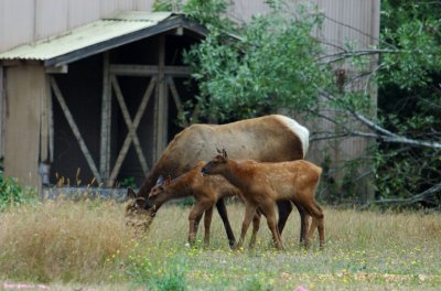 Roosevelt Elk Family