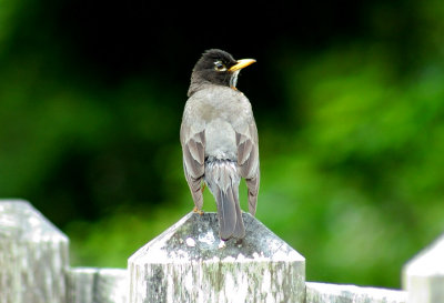 Unknown Bird