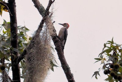 Red -bellied Woodpecker?