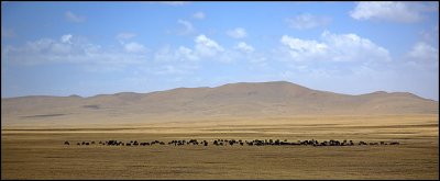 a herd of yaks roaming freely