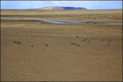 endangered Tibetan antelope