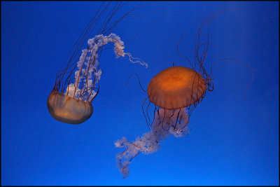 Hong Kong Ocean Park