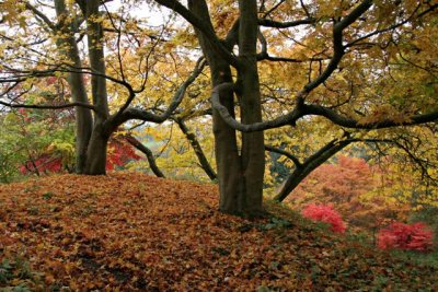Autumn Fall 06