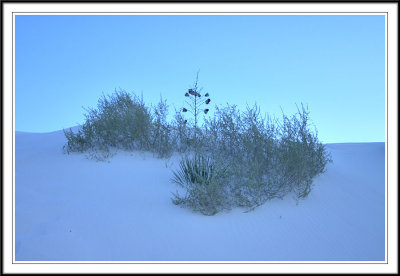 Desert Plants