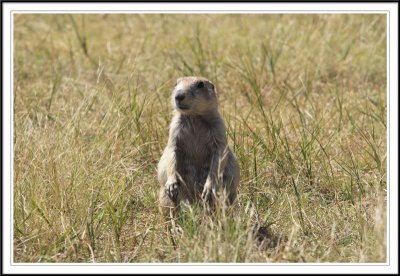 Prairie Dog