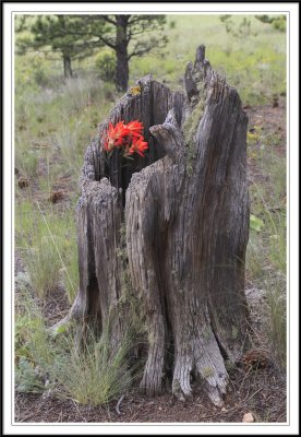 Indian Paintbrush in a Dead Tree Stump