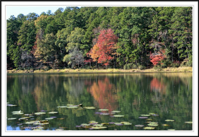 East Texas Fall Foliage