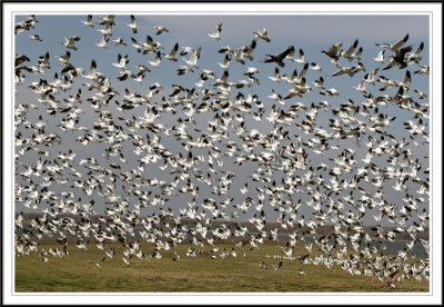 Snow Geese by the Thousands