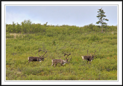 Fauna in Alaska