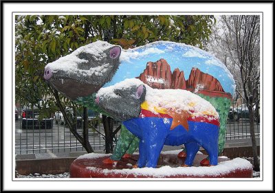 Spirit of the Javelina
