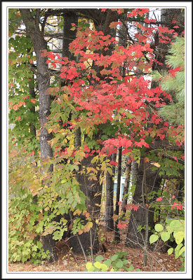 Adirondack Foliage