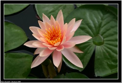 Lotus in Phayao lake