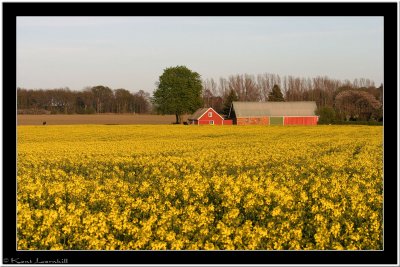 20070428 / Red house