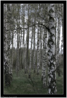 20070508 / Birch