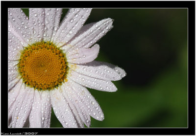 Flower & Water