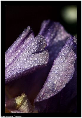 Purple water drops