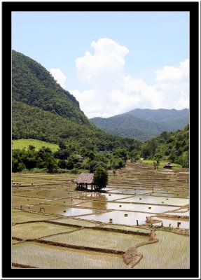 Ricefield