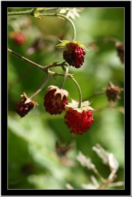 Wild strawberry