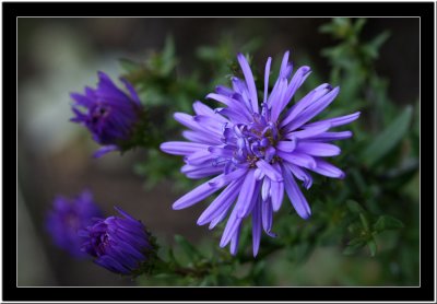 20071014 / Blue