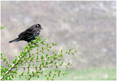 A Perched Female Red-Winged Blackbird