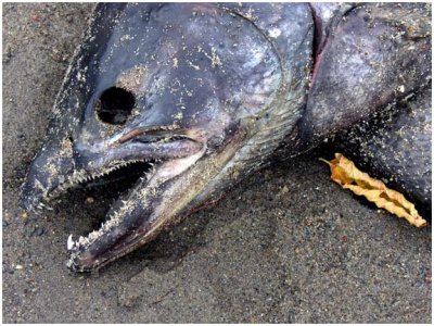 Dead Salmon Along The Don
