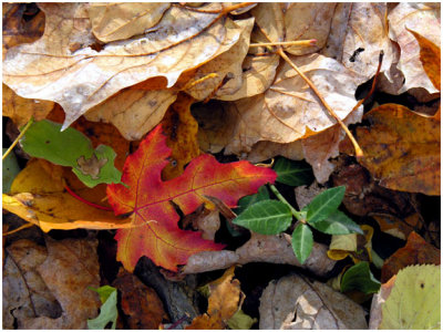 oct25Leaves4.jpg