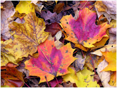 oct25Leaves6.jpg