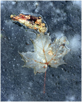 Frozen Maple Leaf