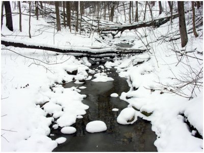 bluffsCreek1.jpg