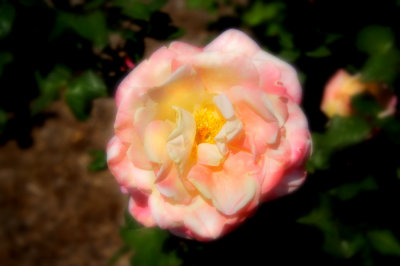 Rosa1.jpg