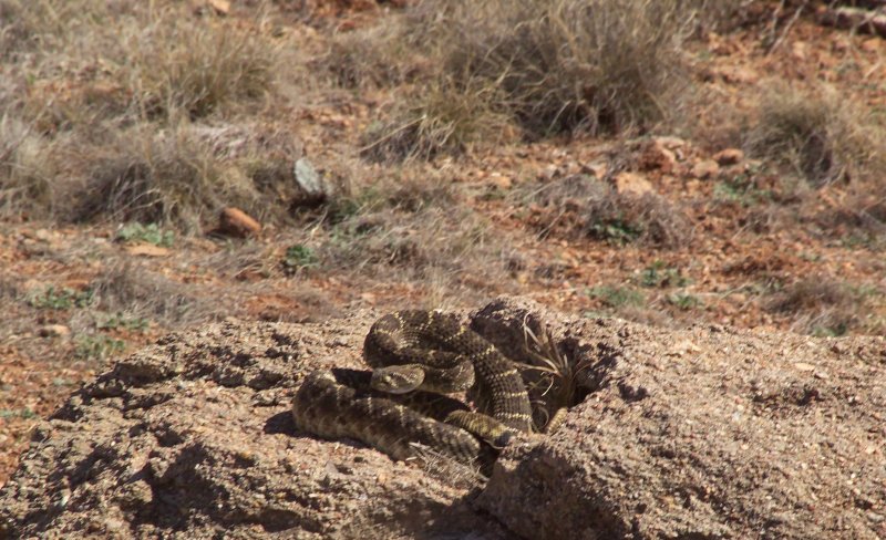 Rattlesnake in its natural Habitat
