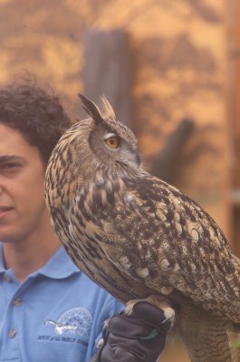 Birds of the World-Owl