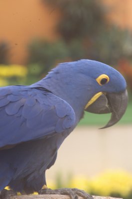 Birds of the World