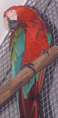 Birds of the World