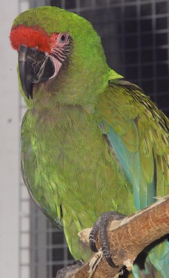 Birds of the World