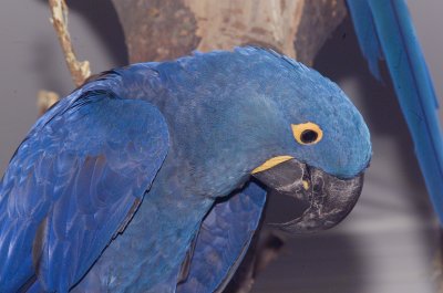 Birds of the World-
