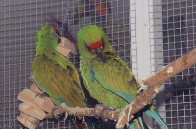 Birds of the World