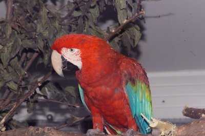 Birds of the World