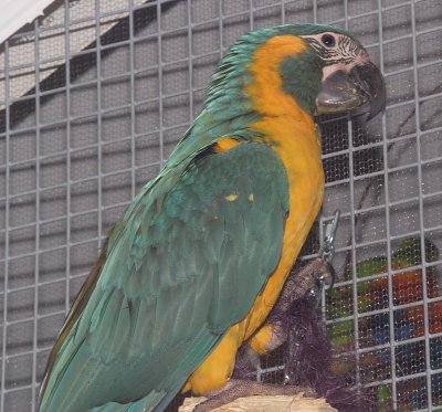 Birds of the World